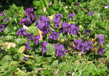 Viola odorata - viola mammola